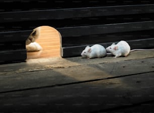 two white mice sitting on a wooden floor in front of a door