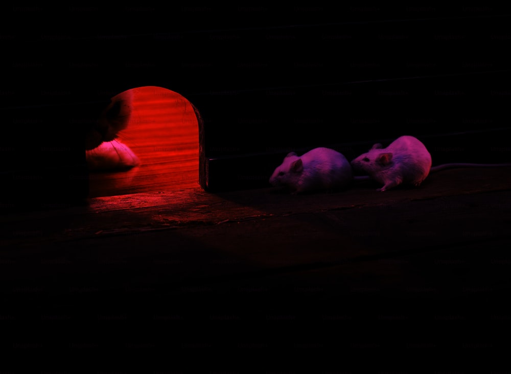 Dos ratones blancos sentados en un piso de madera frente a una puerta