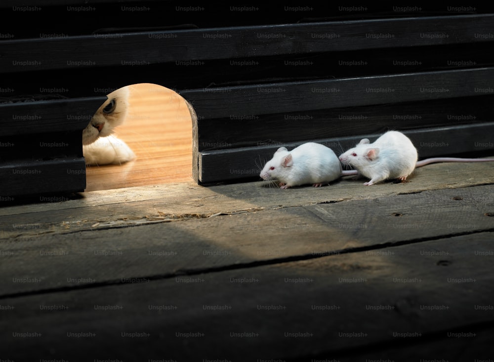 two white mice sitting on a wooden floor in front of a door