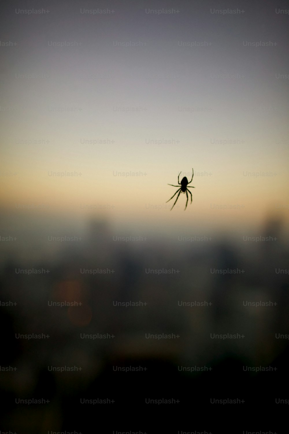 도시 한복판에 거미줄에 앉아 있는 거미