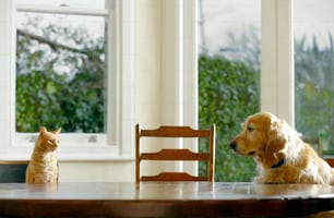 um gato e um cachorro sentados em uma mesa