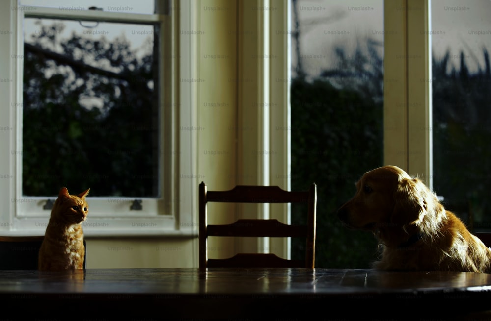 a cat and a dog sitting at a table