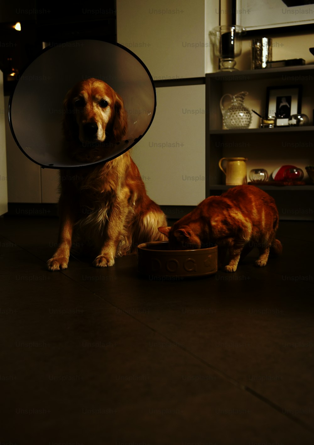 um cão e um gato comendo fora de uma tigela