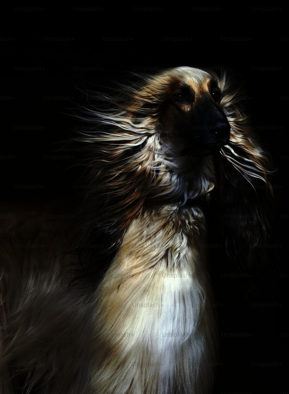 a close up of a dog with long hair