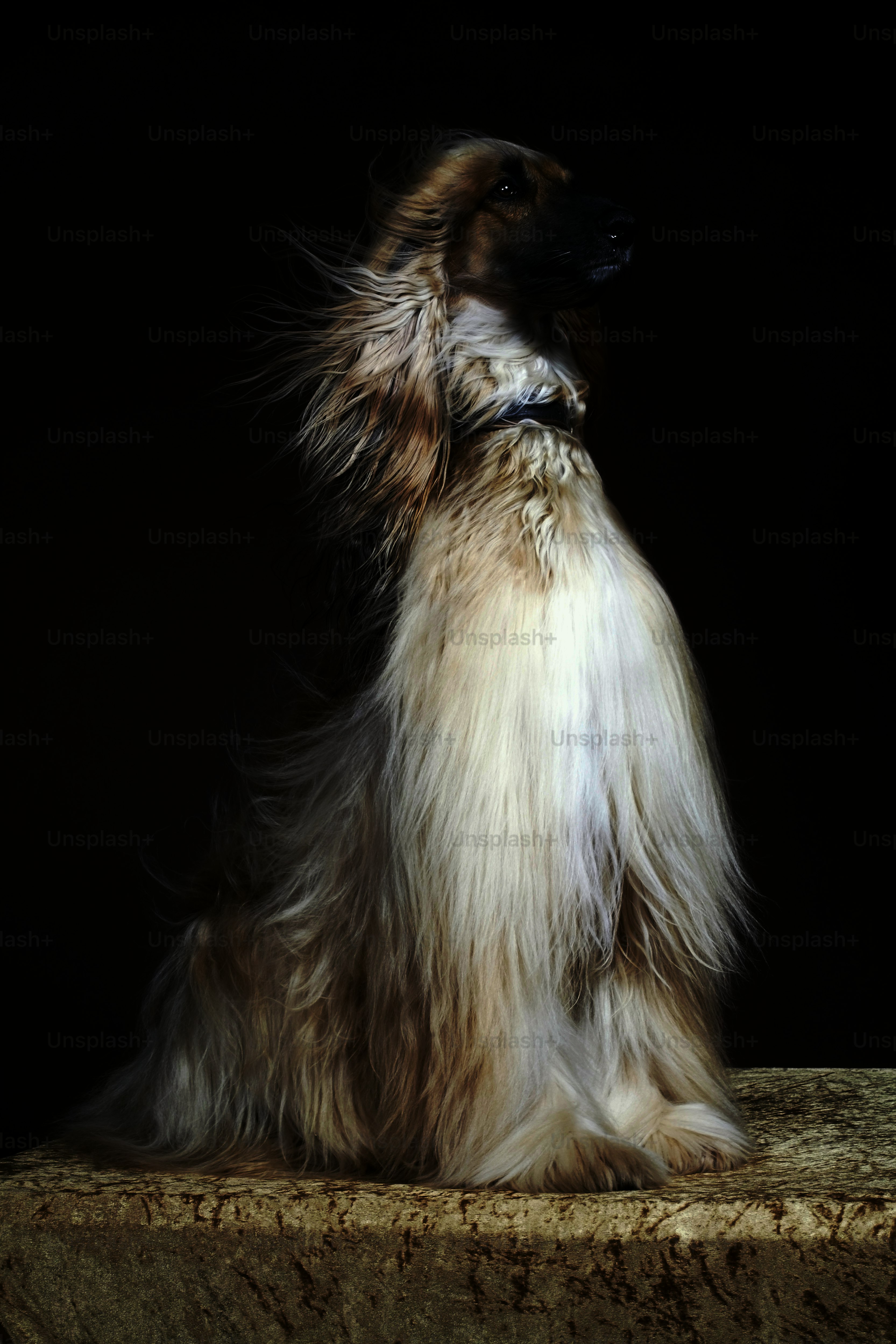 a long haired dog sitting on top of a table