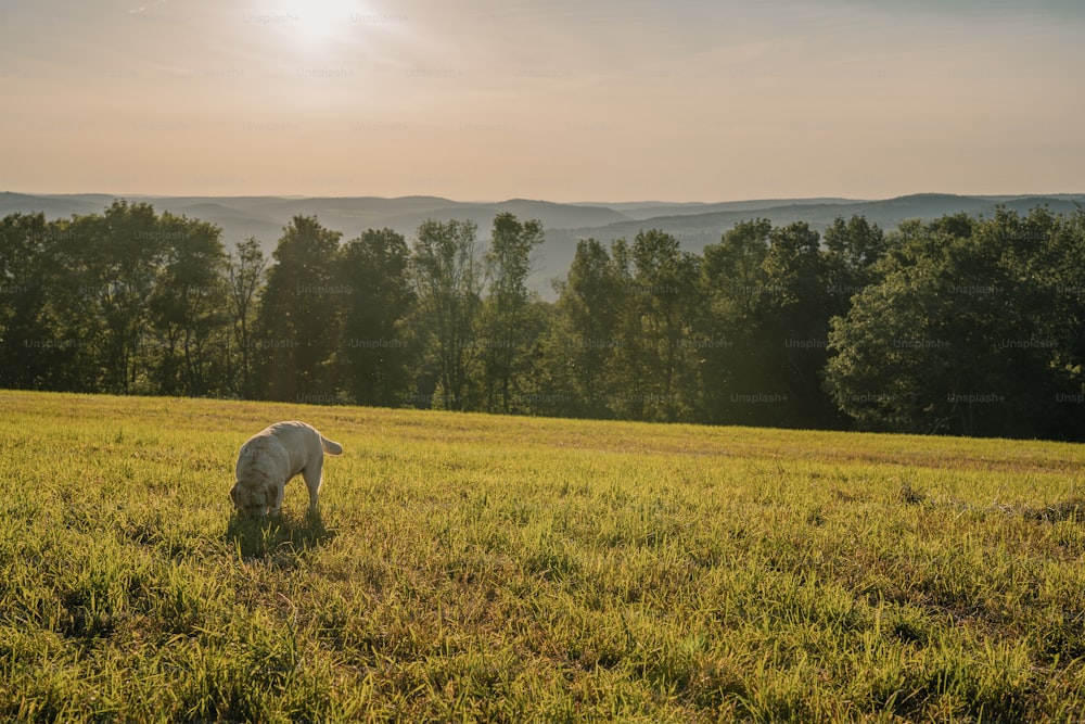 a white sheep grazing in a field with mountains in the background