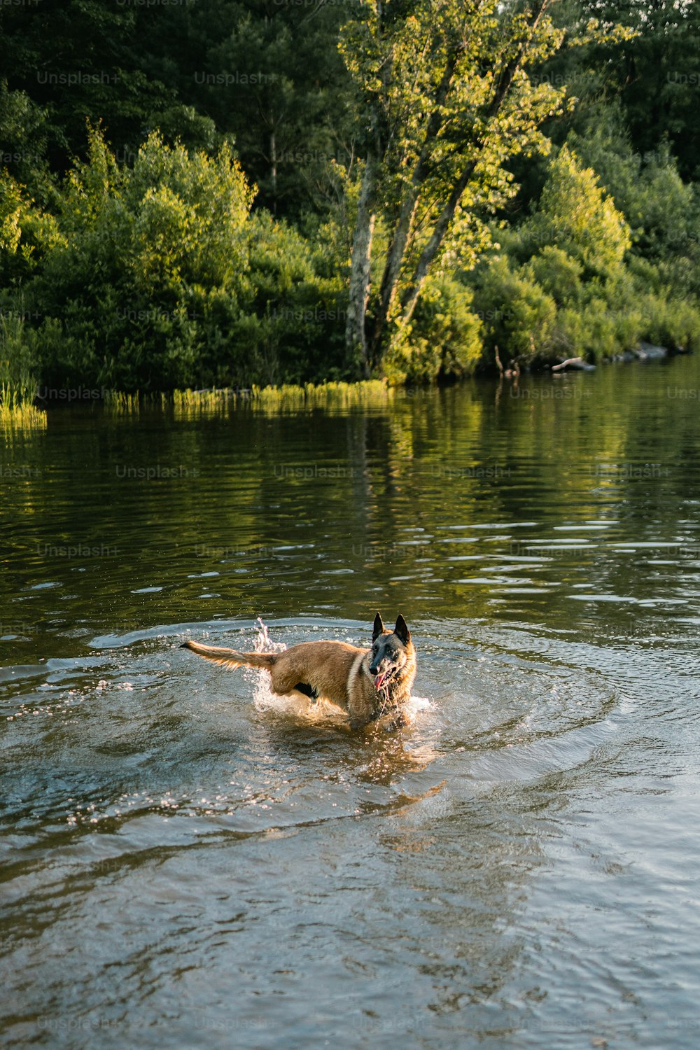a dog is swimming in a lake with trees in the background