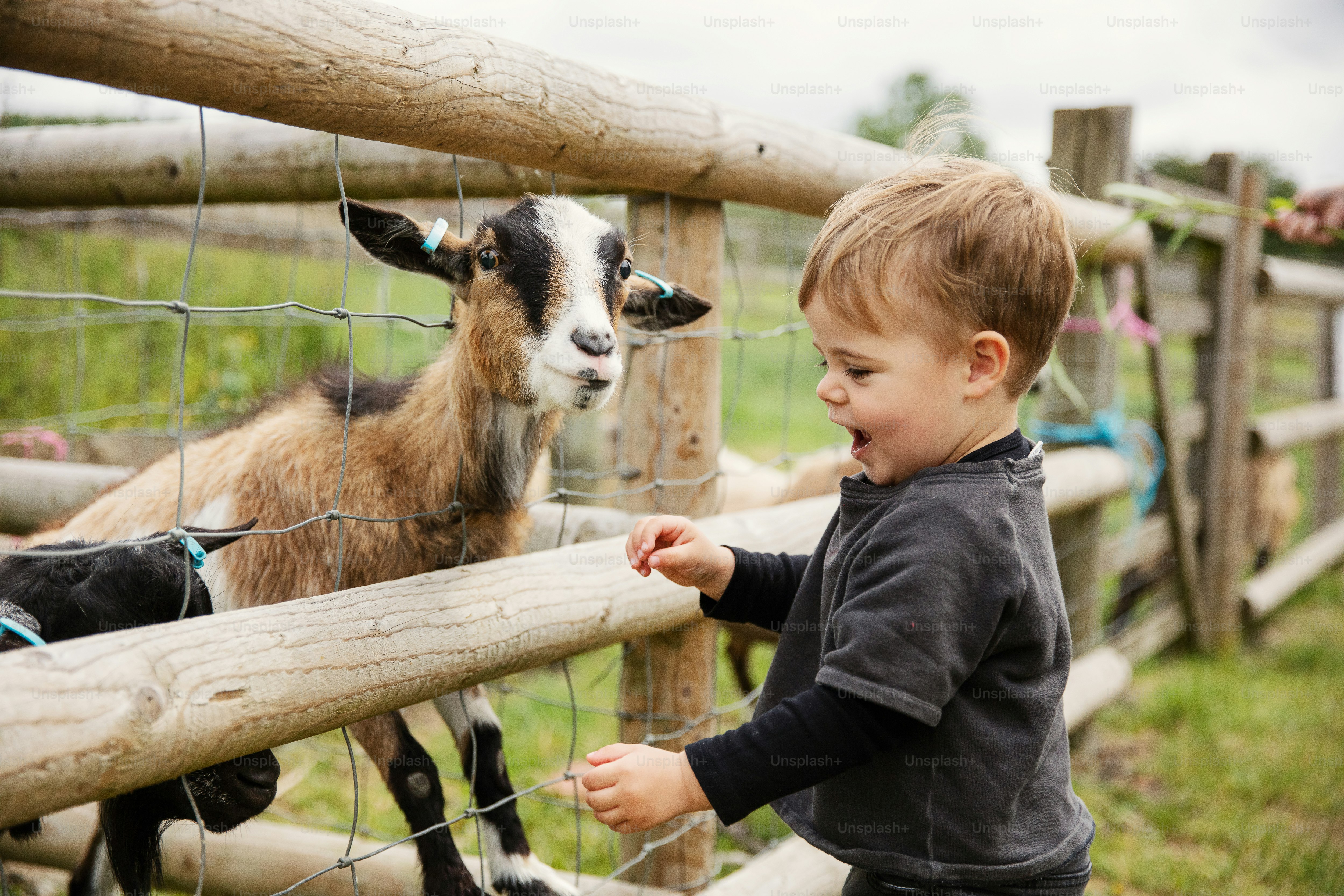 a young boy petting a goat through a fence