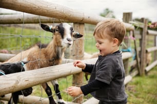 Ein kleiner Junge, der eine Ziege durch einen Zaun streichelt