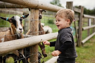 um garotinho parado em frente a uma cerca olhando para uma cabra