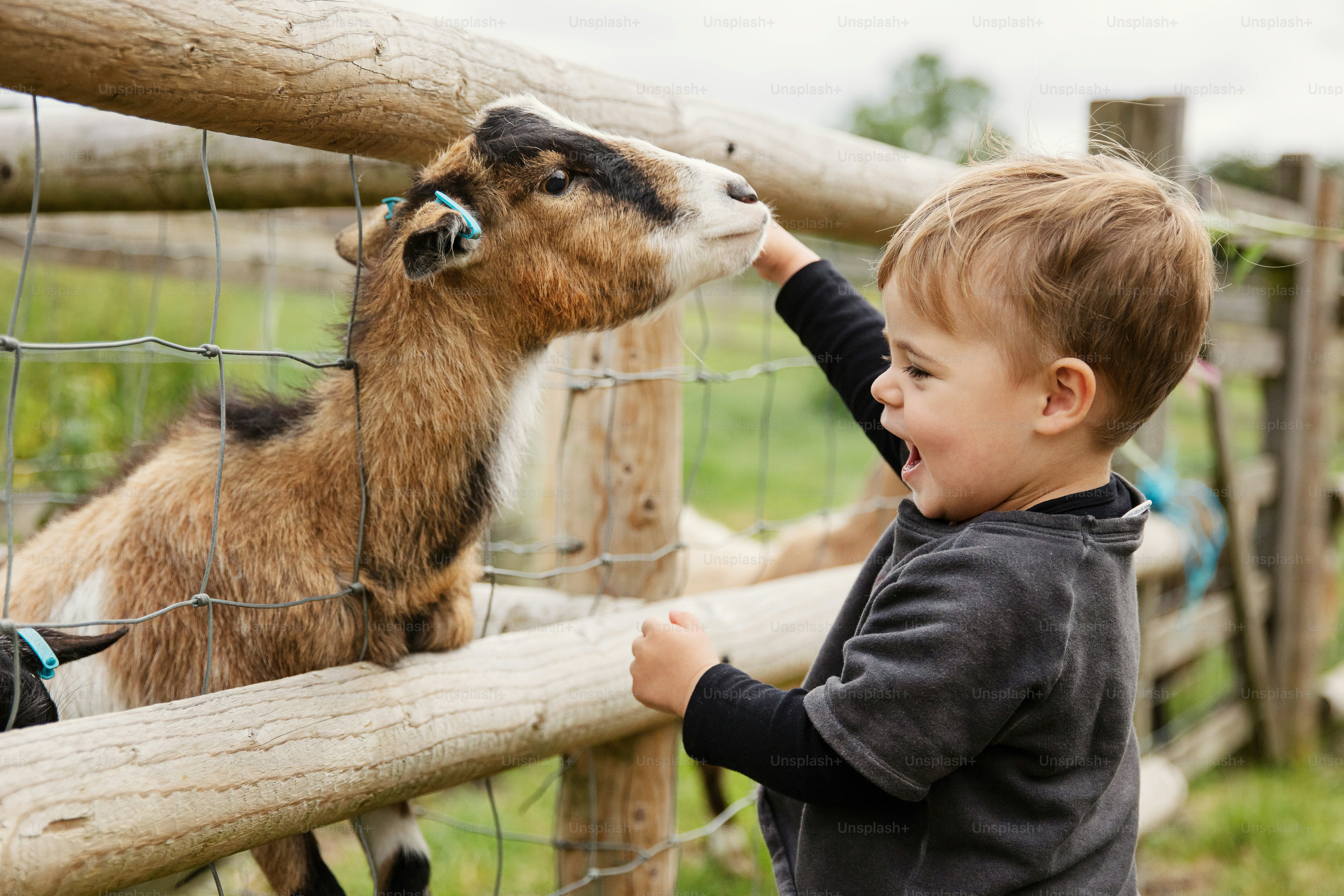 a young boy petting a goat through a fence
