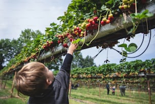 a young boy reaching up to pick strawberries