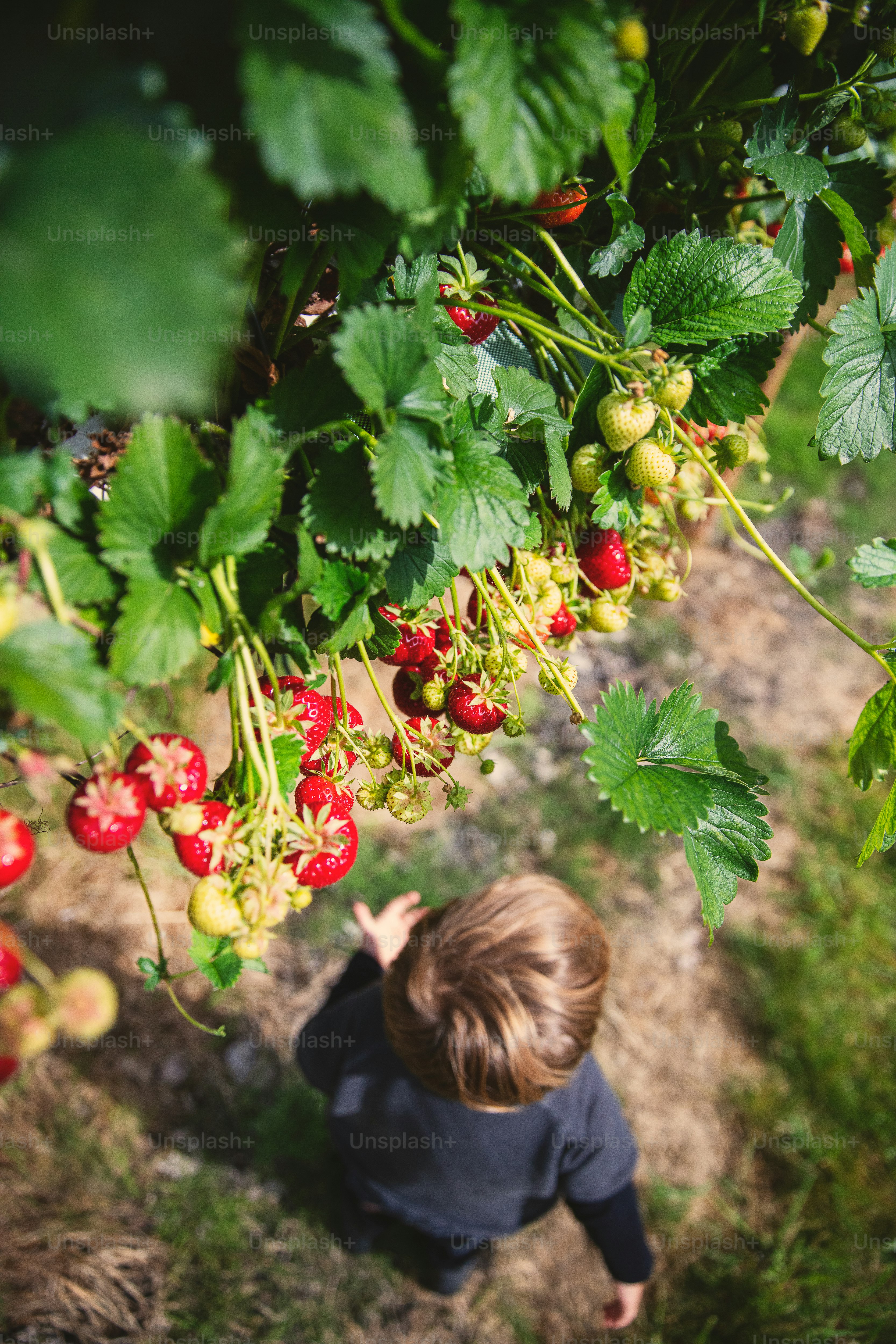 Ein kleiner Junge, der Beeren aus einem Busch pflückt