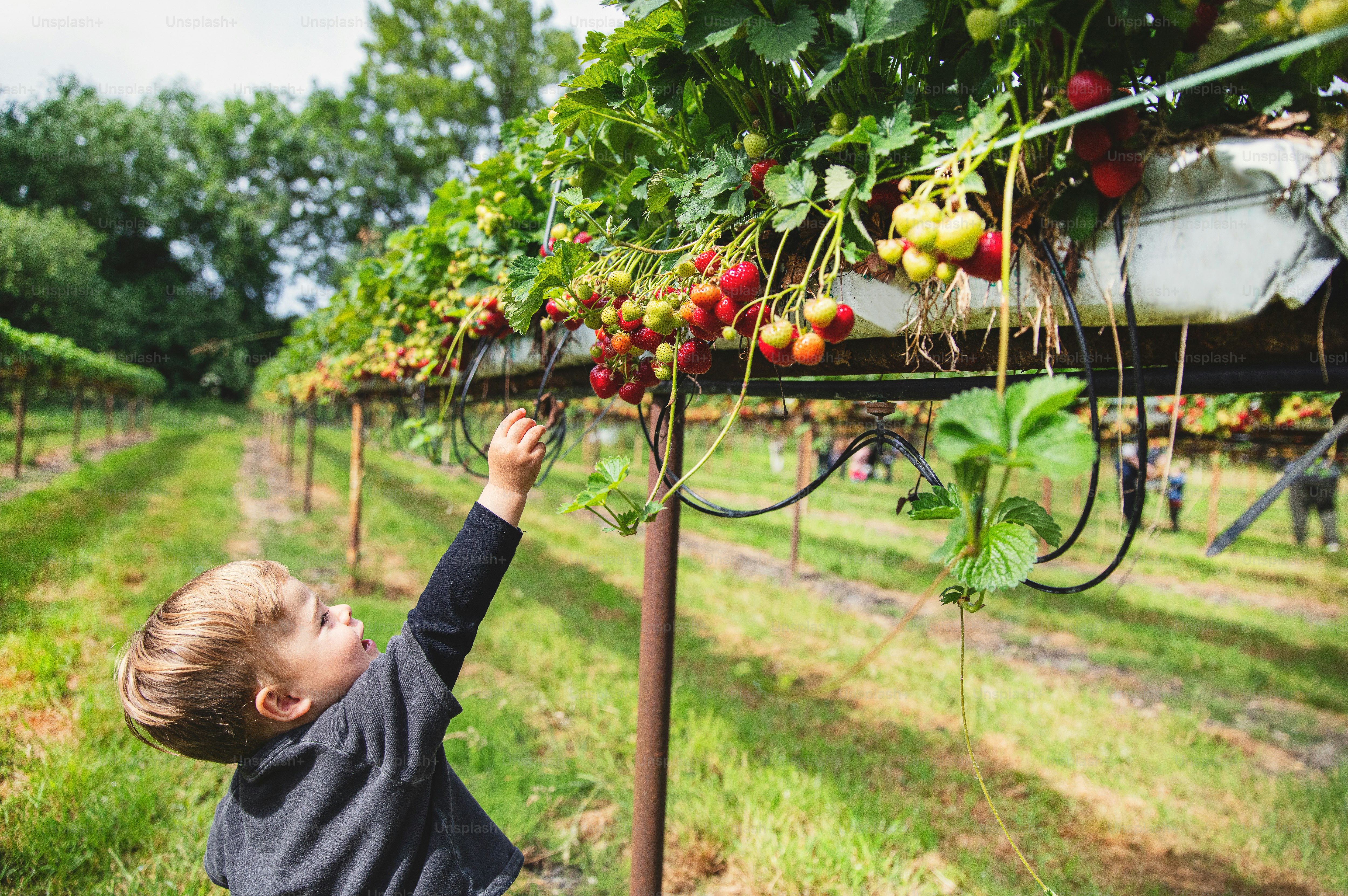 a young boy reaching up to pick berries from a tree