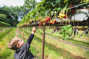 a young boy reaching up to pick berries from a tree