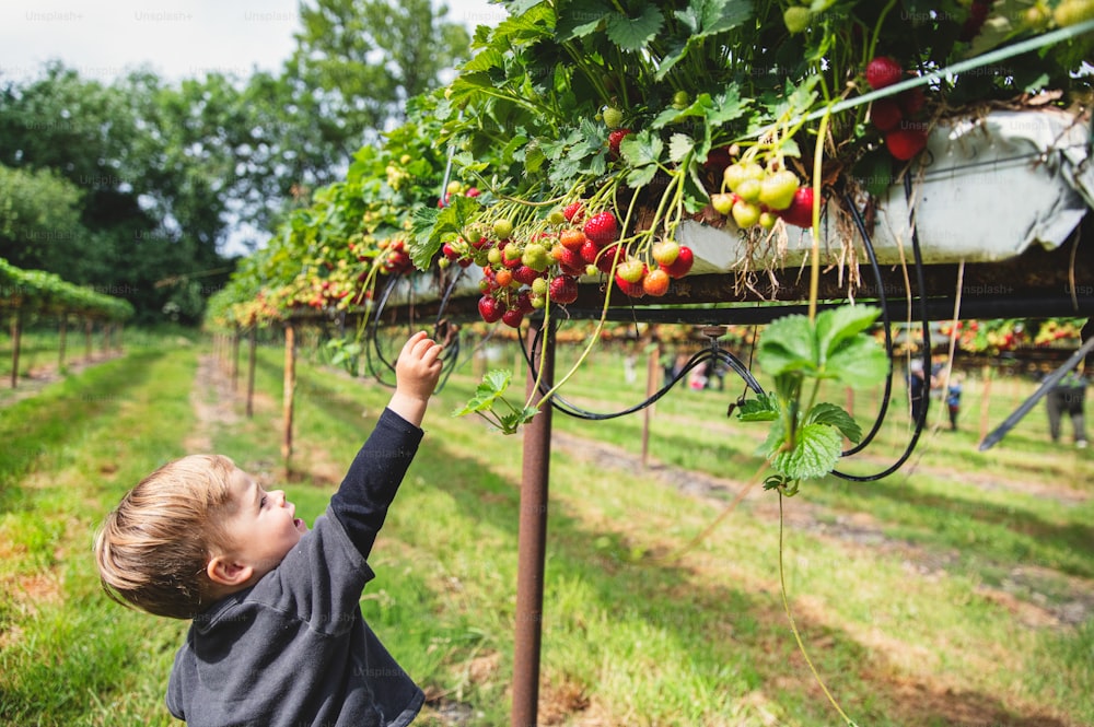 a young boy reaching up to pick berries from a tree