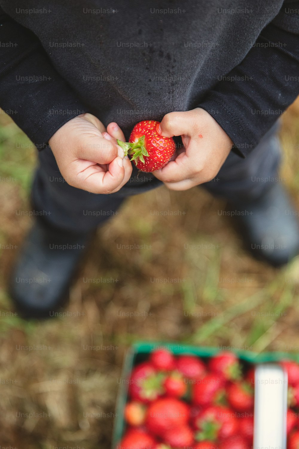 eine Person, die eine Erdbeere in den Händen hält