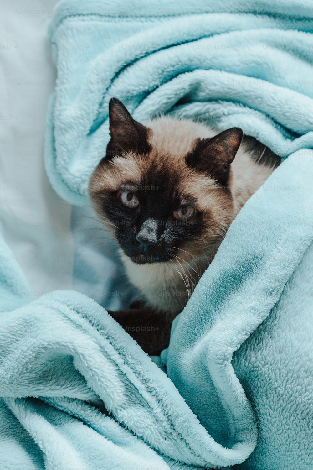 Un chat siamois assis sous une couverture bleue