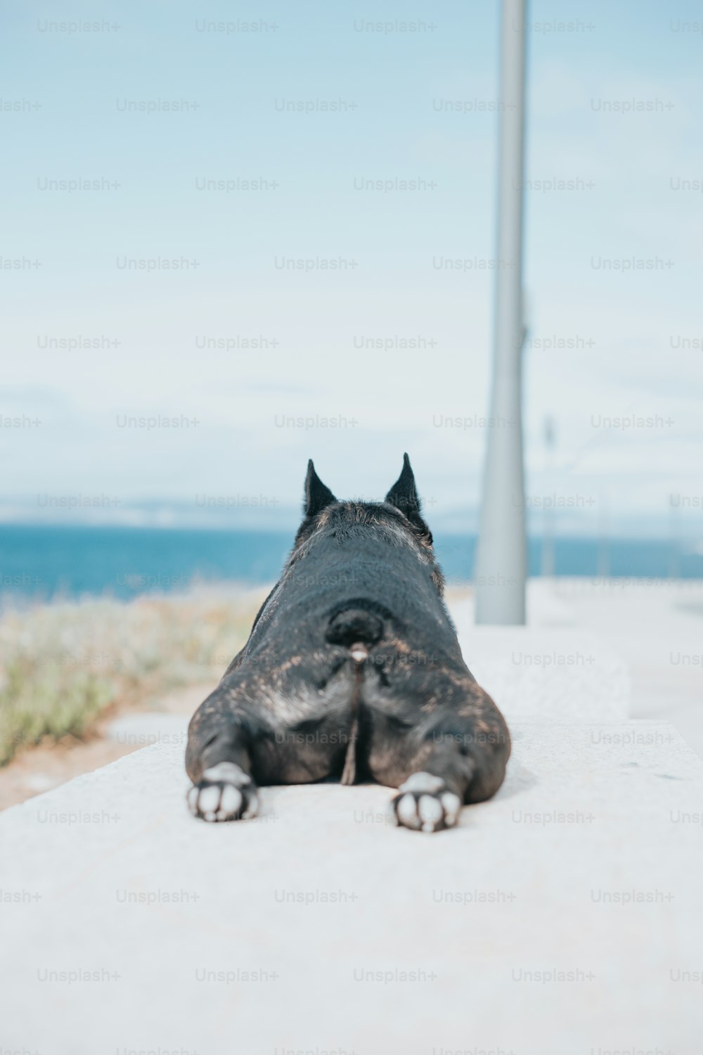 ein schwarzer Hund, der sich auf einen Bürgersteig legt