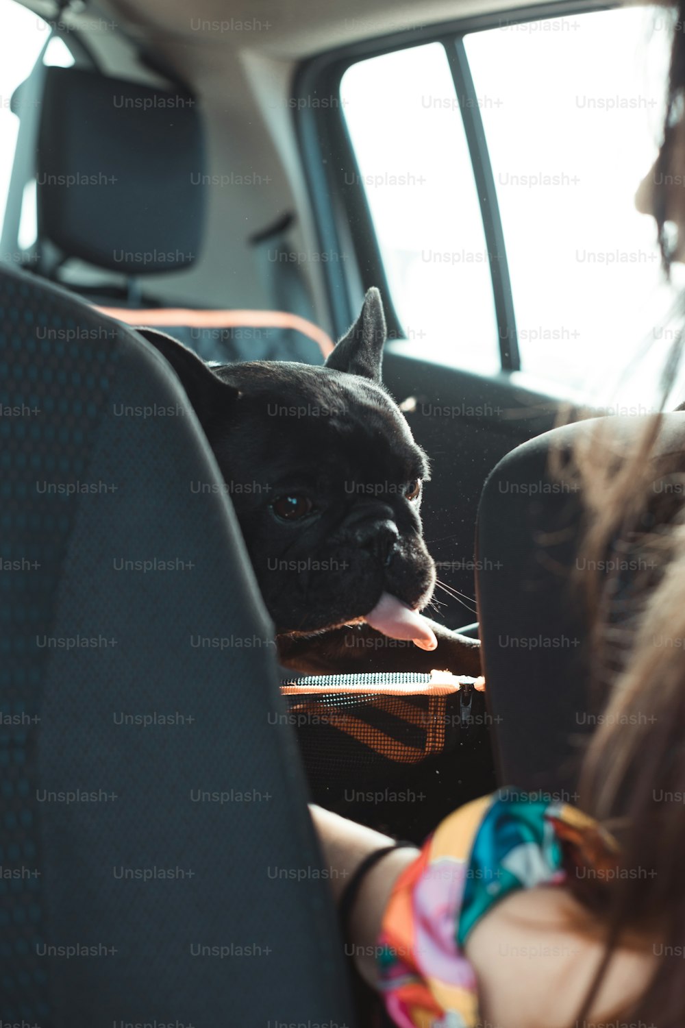 un petit chien assis sur le siège arrière d’une voiture