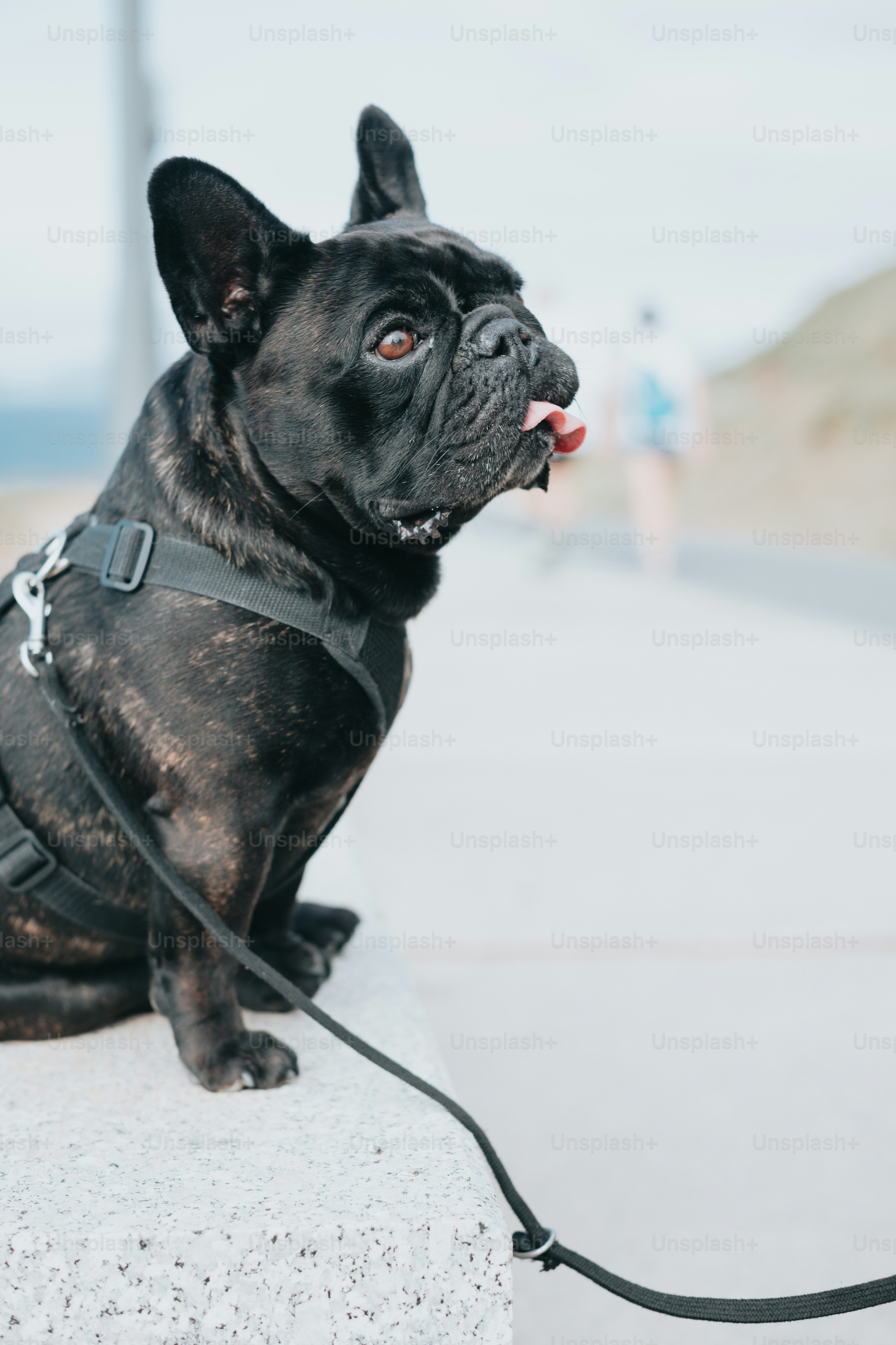 Un perro negro con una correa sentado encima de un bloque de cemento