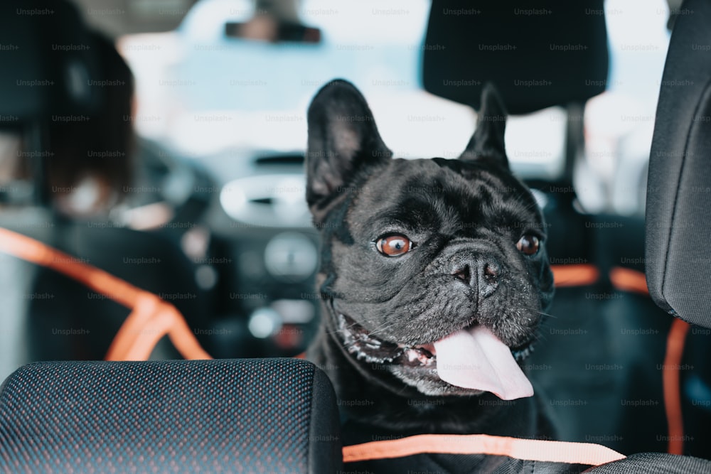 un chien noir assis sur le siège arrière d’une voiture