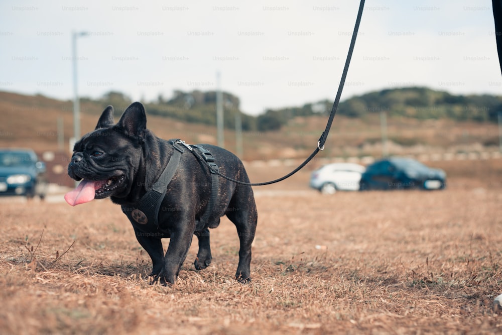 a black dog with a leash on a leash