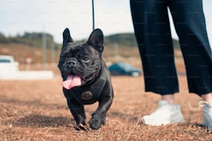 野原を横切って走る小さな黒い犬