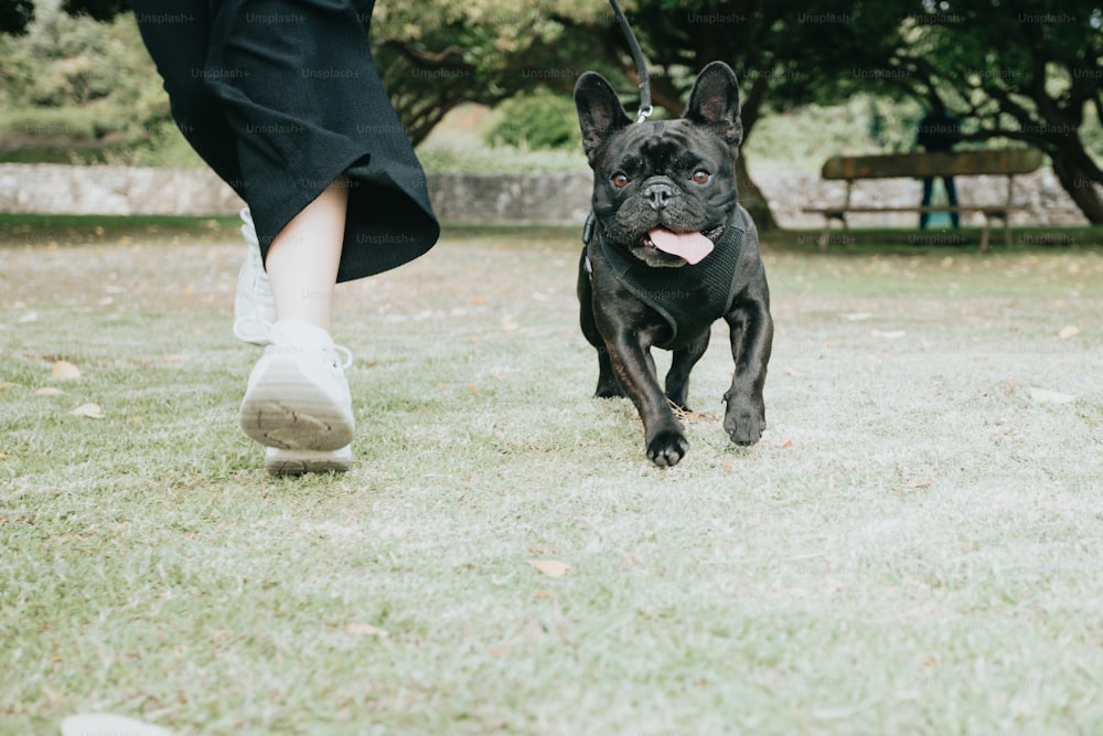 um cão preto correndo através de um campo verde exuberante