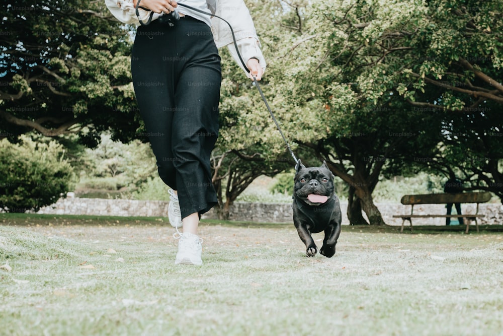 공원에서 개를 산책시키는 여자