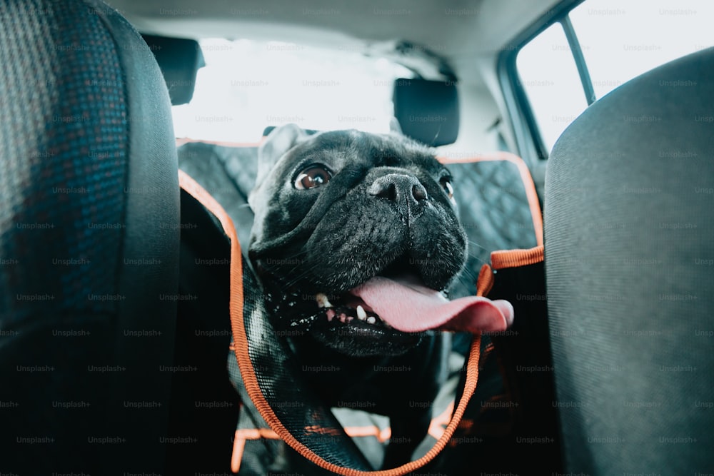 Un cane nero seduto sul sedile posteriore di un'auto