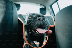 a black dog sitting in the back seat of a car