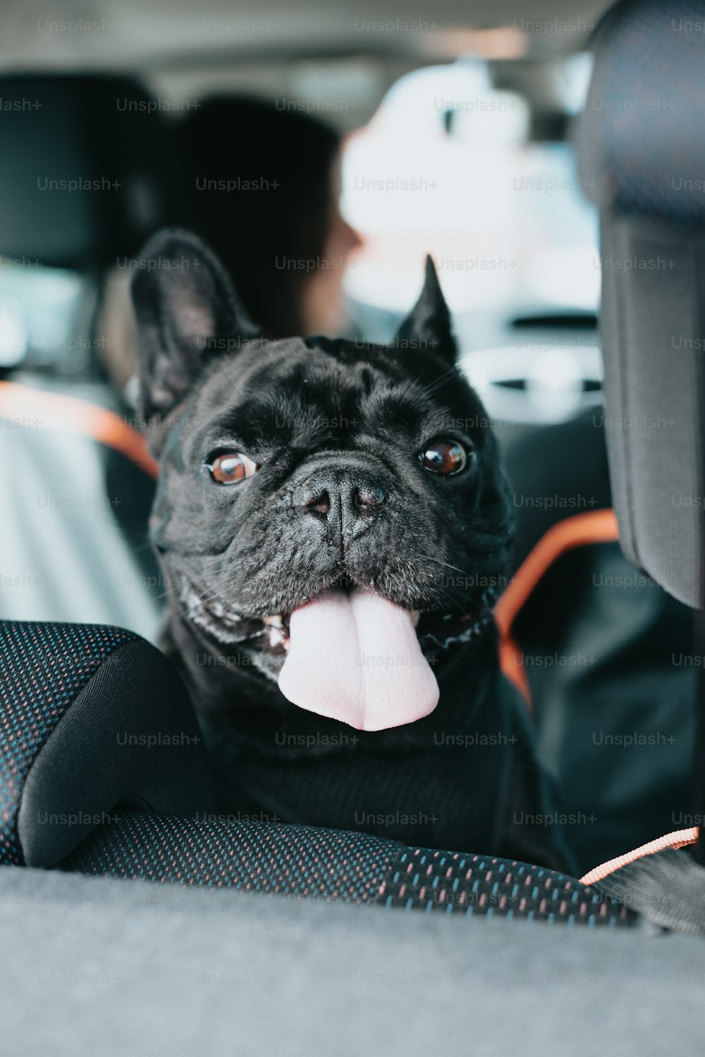 a black dog sitting in the back seat of a car