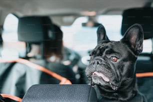 Un cane nero seduto sul sedile posteriore di un'auto