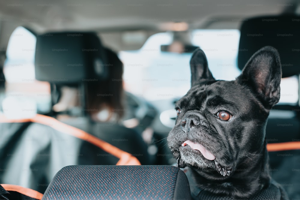 Ein schwarzer Hund, der auf dem Rücksitz eines Autos sitzt