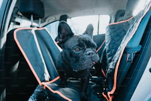 a black dog sitting in the back seat of a car