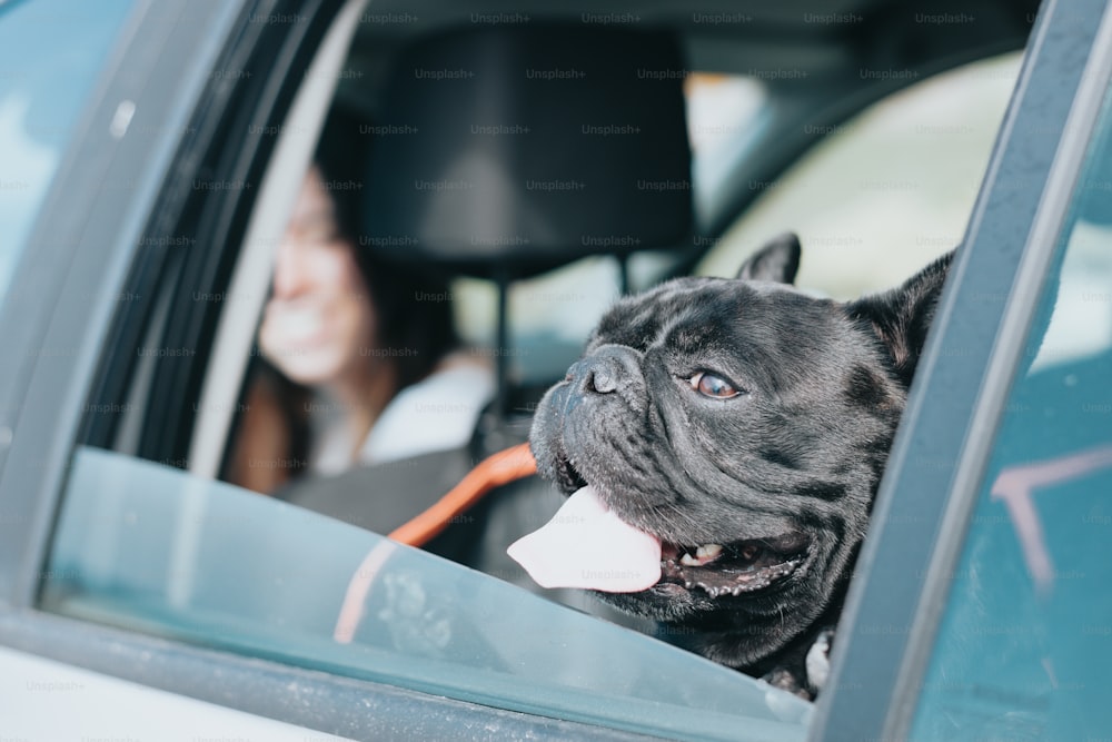 um cachorro enfiando a cabeça pela janela de um carro
