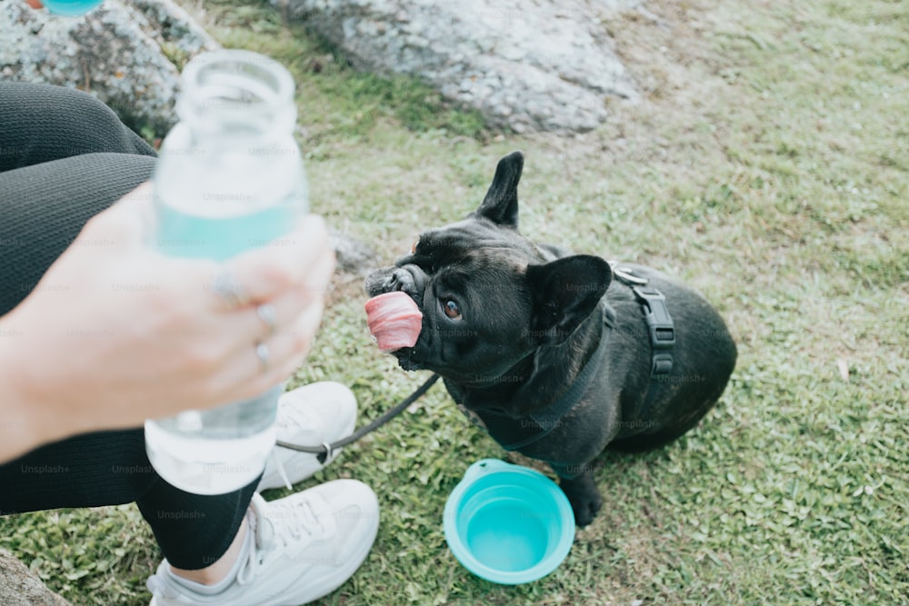 a small black dog sitting on top of a grass covered field