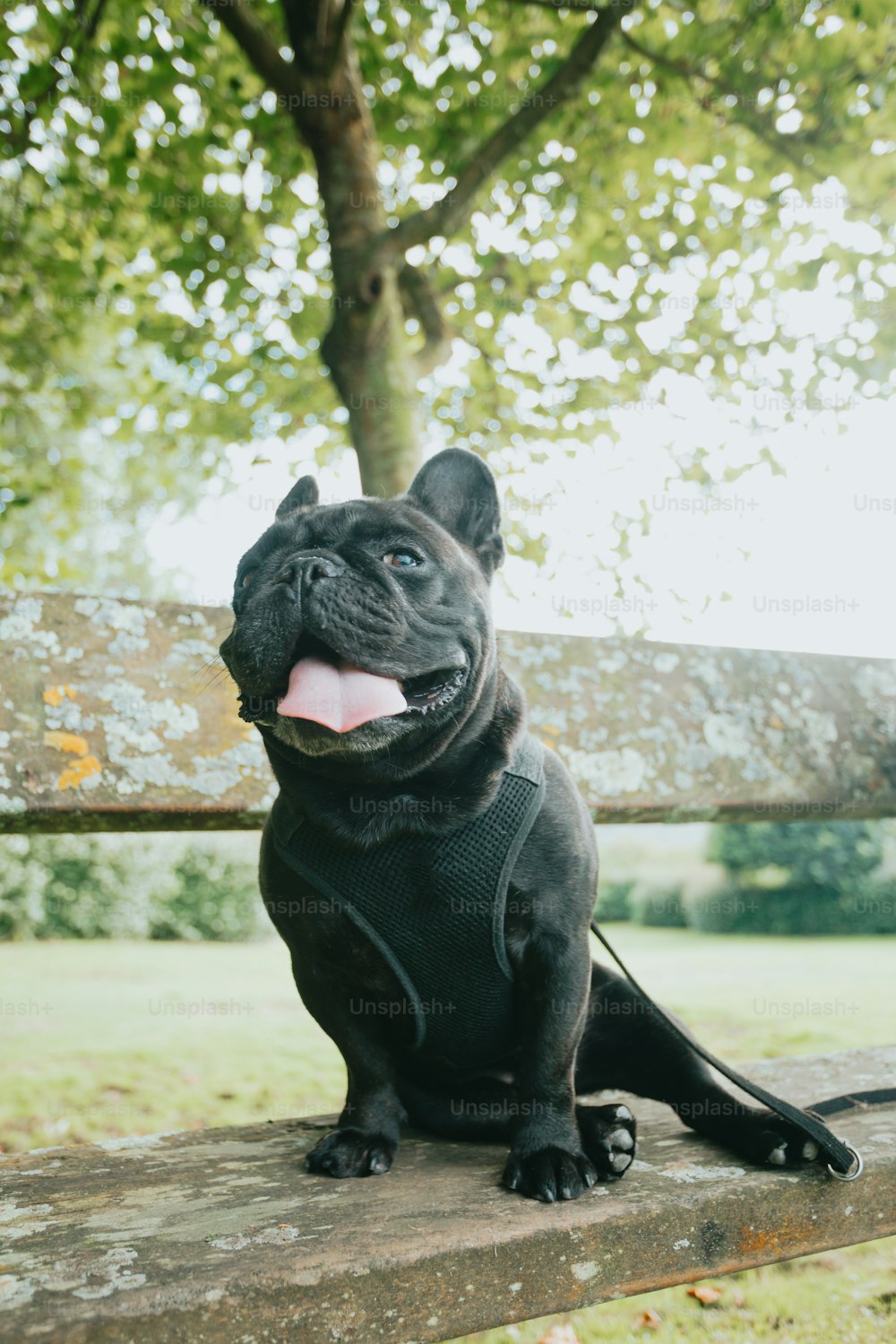 木製のベンチの上に座っている黒い犬
