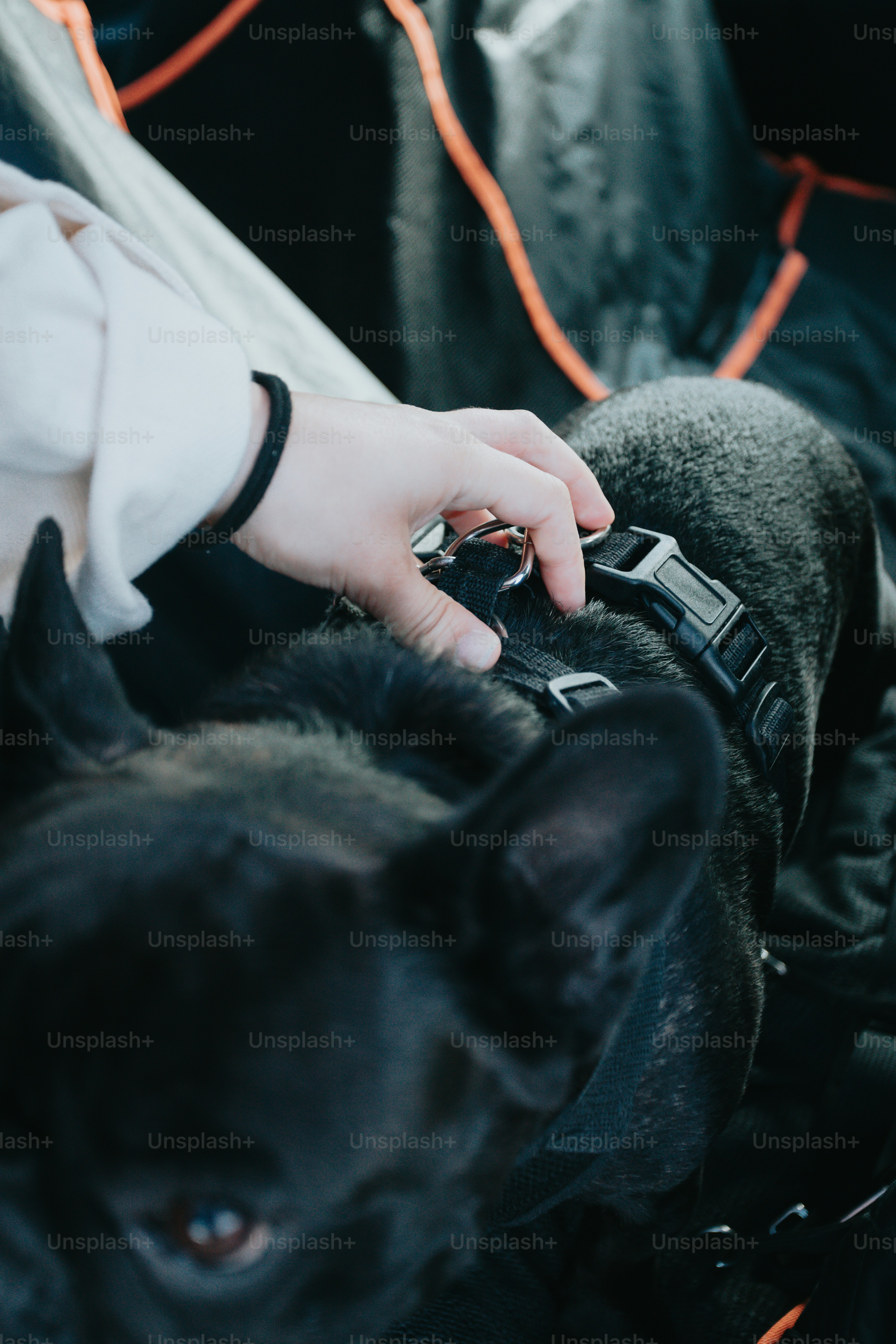 a person holding a dog in their lap