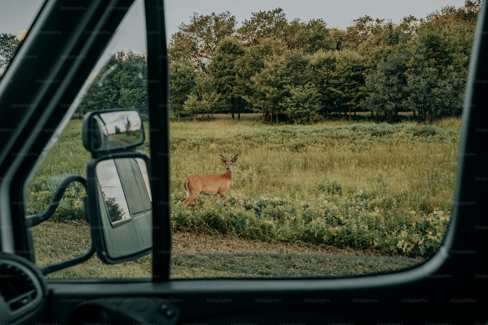 un cerf se tient debout dans un champ herbeux