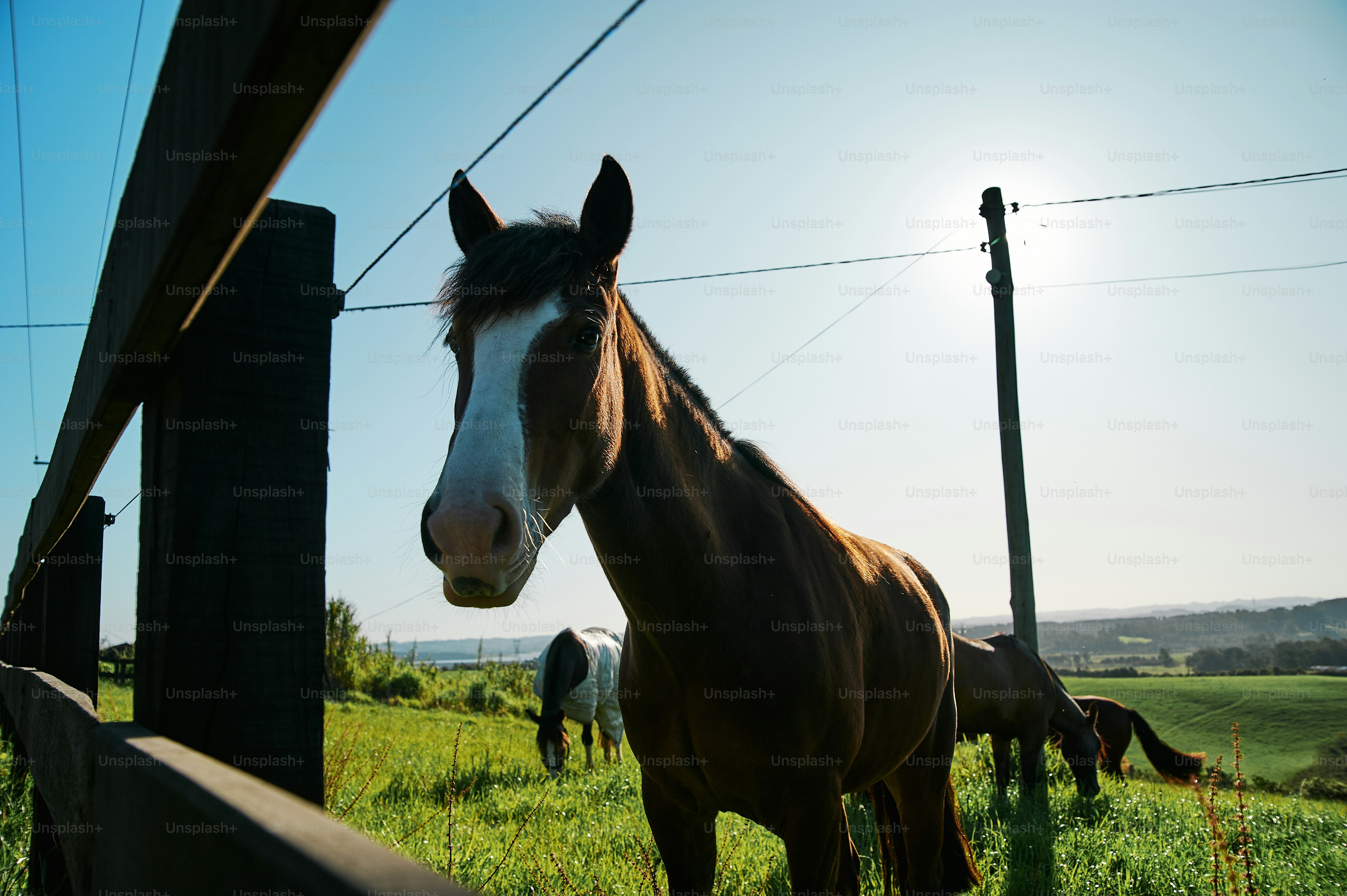 Ein braunes Pferd, das auf einem üppig grünen Feld steht