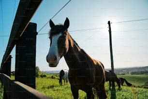 a brown horse standing on top of a lush green field