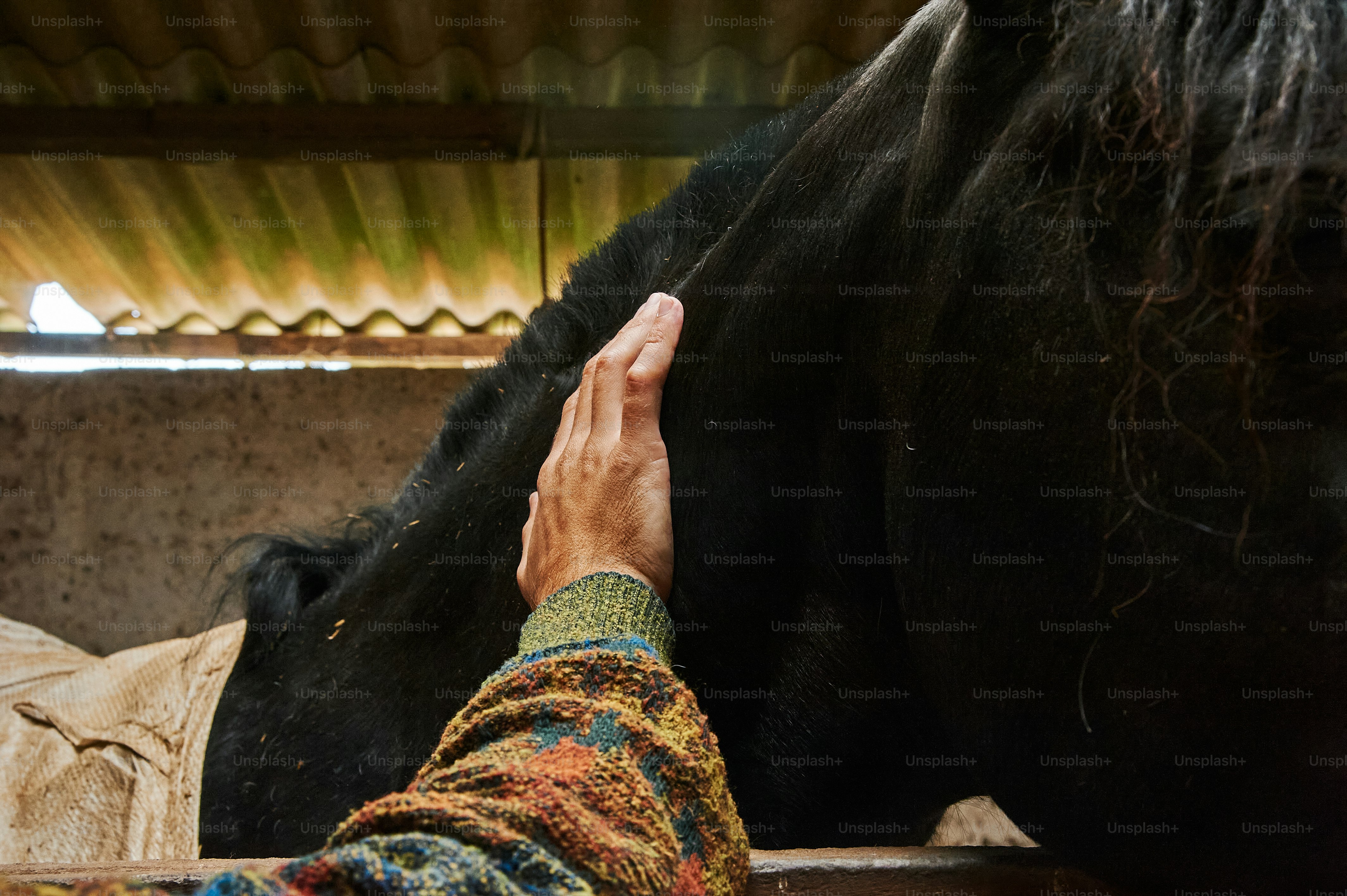 a woman petting a black horse in a stable