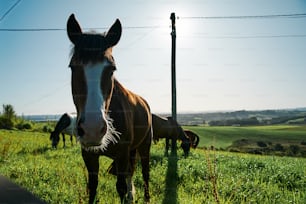 a brown horse standing on top of a lush green field