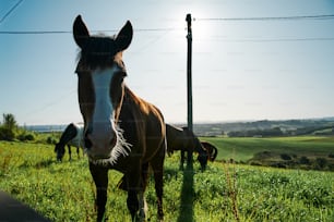 Un cheval brun debout au sommet d’un champ verdoyant
