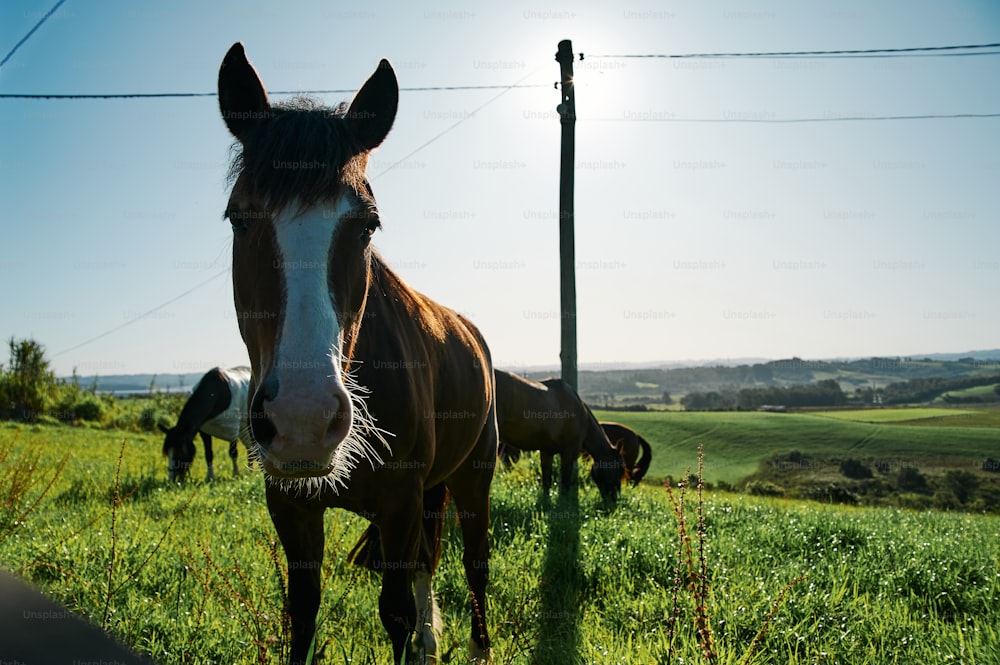 Un cavallo marrone in piedi sulla cima di un campo verde lussureggiante