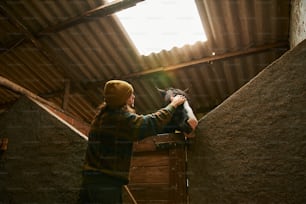 a man is petting a cat in a barn