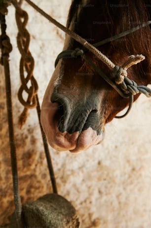 a close up of a horse's face and bridle