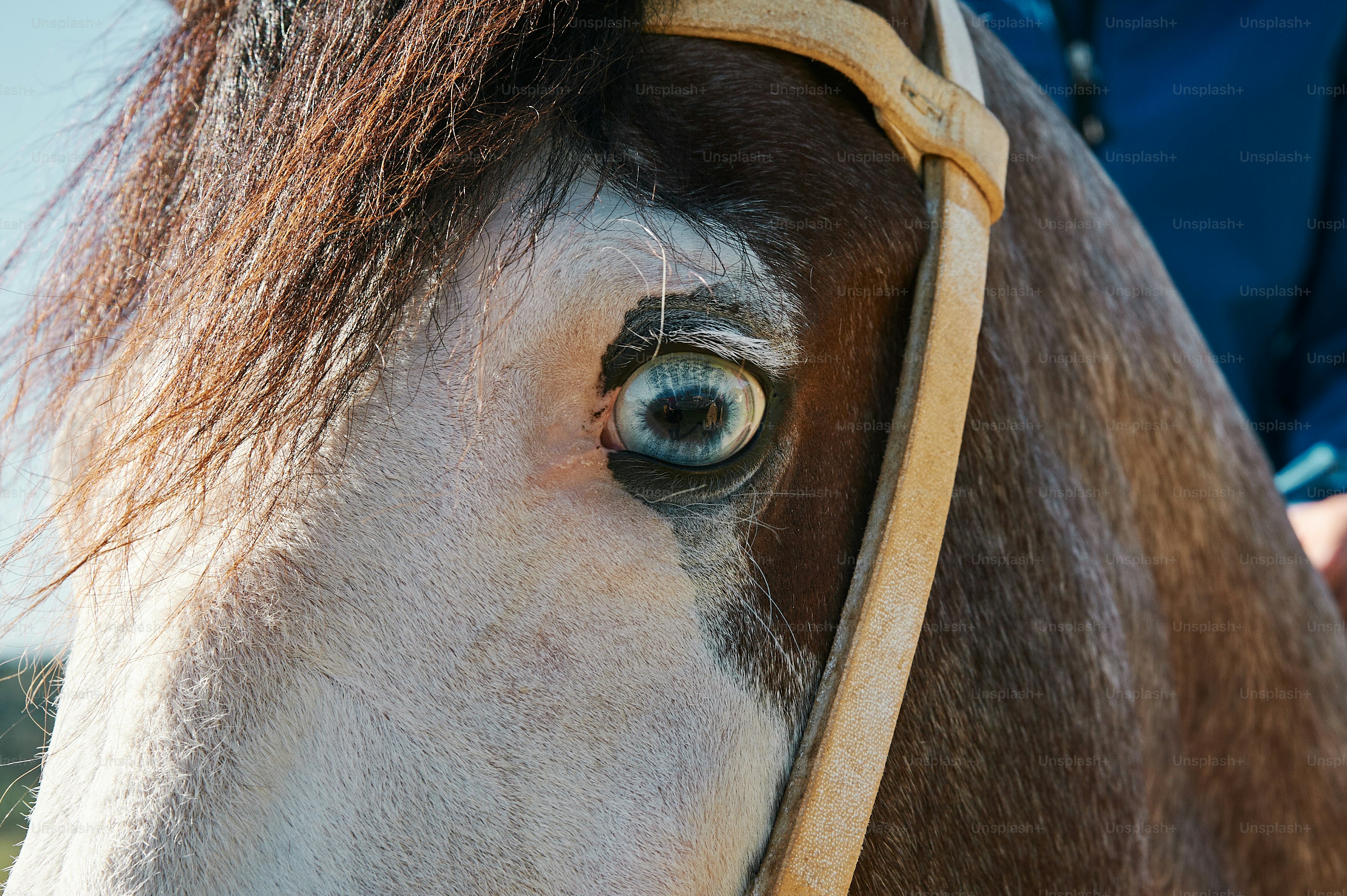 Un primer plano del ojo de un caballo